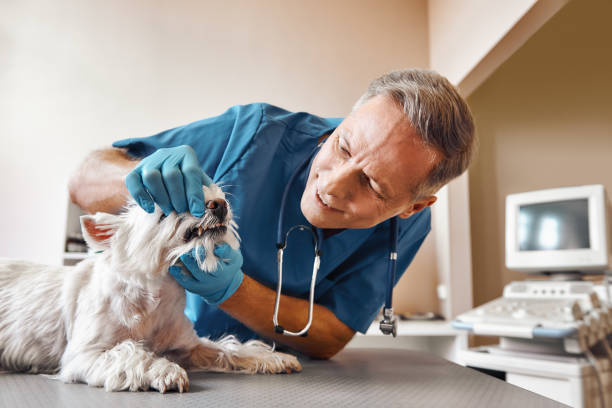 Best 24-Hour Emergency Dental Care in Lewiston, UT